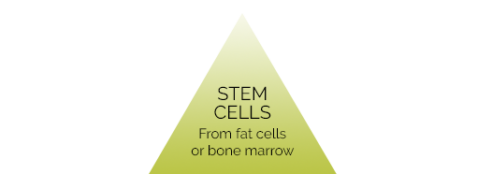 stem cells