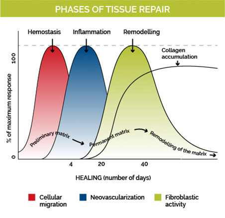 prolotherapy tissue repair phases