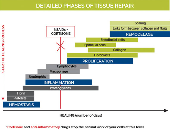 Phases of tissue repair